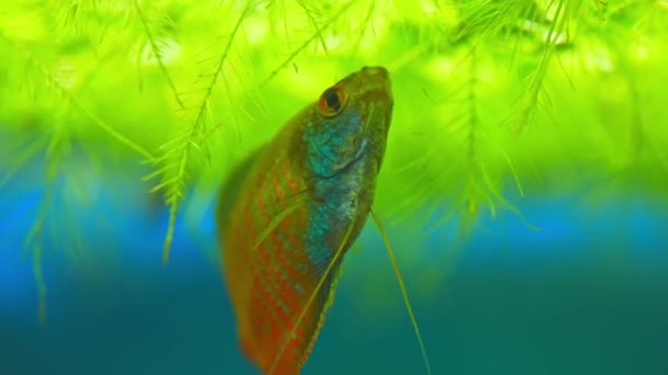 Dwarf Gourami Fish Trichogaster Lalius Male Specimen Red Orange Stripes — Stock Video