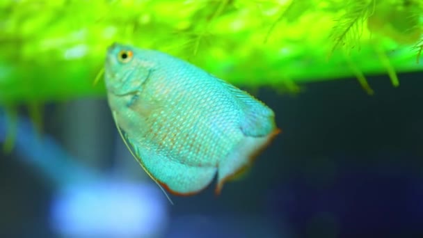 Dwarf Gourami Fish Close Macro Slow Motion Shot Powder Blue — Stock video