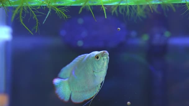 Dwarf Gourami Fish Close Macro Slow Motion Shot Powder Blue — Wideo stockowe