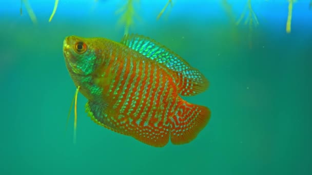 Dwarf Gourami Colisa Lalia Small Brightly Colored Freshwater Fish Peaceful — Stockvideo