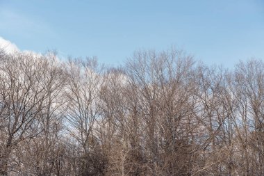 Morningside Park 'ta aile aktivitesi. Morningside Park 'ın karlı manzarası, açık hava meraklıları için sakin ve karlı bir kaçış. Kış aktiviteleri. Toronto, Ontario, Kanada
