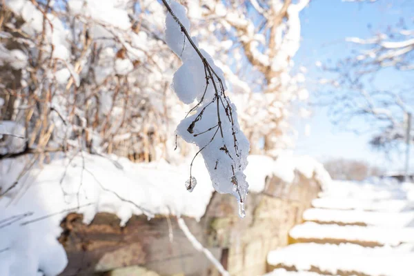 雪に覆われた木の枝 森の明るい晴れた日の光で凍った雪の冬の風景 北米のウィンターパークの素晴らしい自然景色 モーニングサイドパーク トロント オンタリオ カナダ — ストック写真
