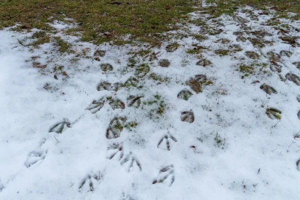 Duck and goose feet leave distinctive prints in the crisp, winter snow, marking their passage with webbed foot imprints. Birds tracks.