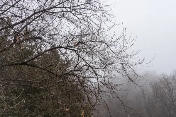 Мистический Туман Закатного Осеннего Вечера Ветви Деревьев Окутываются Загадочной Завесой — стоковое фото