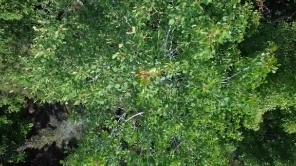 ミゼリーベイの荒野の森の中心に立っている緑の木のキャノピーの空中ビュー 葉の枝が付いている活発な緑の木の冠 トレトップクラウンのトップダウンビュー — ストック動画