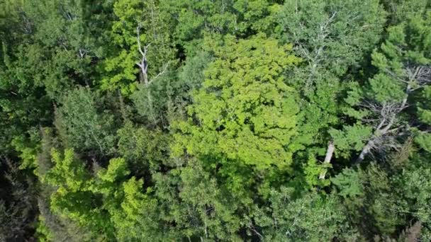 ミゼリーベイの木々を眺める マニトリン島の自然と緑の空間 静けさとアウトドアアドベンチャーの旅と冒険のライフスタイル カナダの荒野と生態学的避難所 — ストック動画