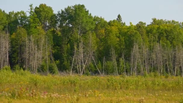 乾燥した木が付いている野生の湿地は カナダのオンタリオ州北部のマニトリン島の荒野で道路を沼地します 旅行と冒険を探検する 自然の手つかずの風景と自然の美しさ — ストック動画