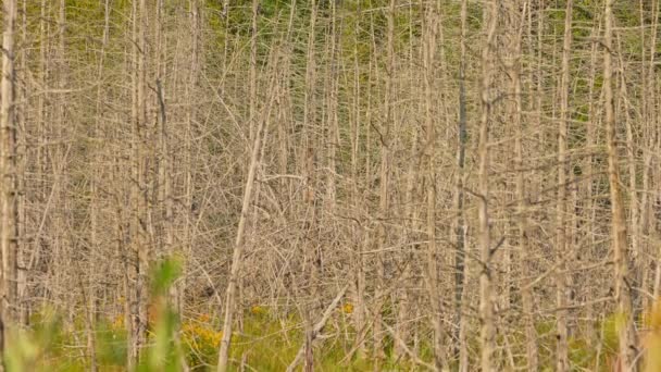 加拿大安大略省北部奥图林岛荒原上的野生湿地 有干枯的树木和道路外的沼泽地 旅行和探险 自然景观与自然美 — 图库视频影像