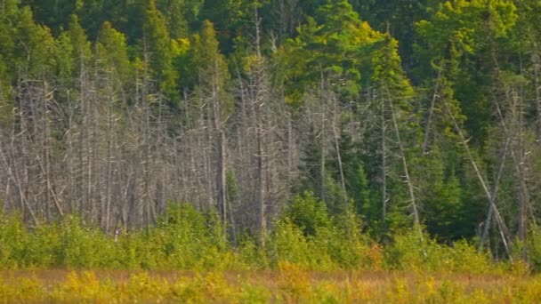 Wilde Feuchtgebiete Mit Trockenen Bäumen Und Sümpfen Abseits Der Straße — Stockvideo