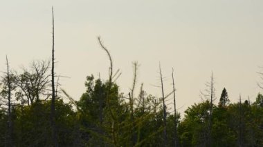 Manitoulin Adası, Kuzey Ontario, Kanada 'nın ıssız bölgelerinde sulak arazi ve yıpranmış ağaçlarla birlikte bataklık keşfi. Kanada doğasında seyahat ve keşif yolculuğu. Ölü kuru ağaçlar.