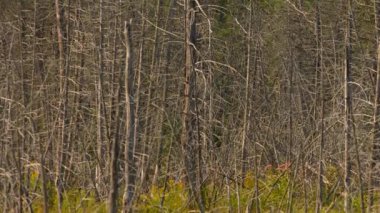 Manitoulin Adası, Kuzey Ontario, Kanada 'nın ıssız bölgelerinde sulak arazi ve yıpranmış ağaçlarla birlikte bataklık keşfi. Kanada doğasında seyahat ve keşif yolculuğu. Ölü kuru ağaçlar.