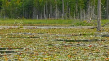 Manitoulin Adası, Kuzey Ontario, Kanada 'nın vahşi doğasında kurumuş ağaçları ve bataklıkları olan vahşi sulak alanlar. Seyahat etmek ve macerayı keşfetmek. Doğal dokunulmamış manzara ve doğal güzellik..