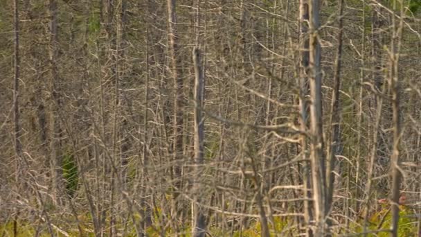 カナダ北オンタリオ州マニトリン島の荒野の道を離れた 気象の木々で湿地や湿地を探検する カナダの自然の中で旅行と発見の旅 枯れた乾燥した木 — ストック動画
