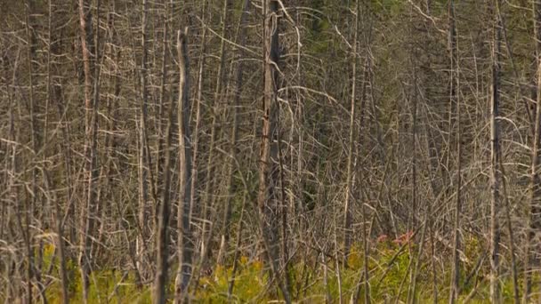 在加拿大安大略省北部奥图林岛荒地的公路外 利用风化的树木探索湿地和沼泽地 加拿大自然中的旅行和发现之旅 枯死的枯树 — 图库视频影像