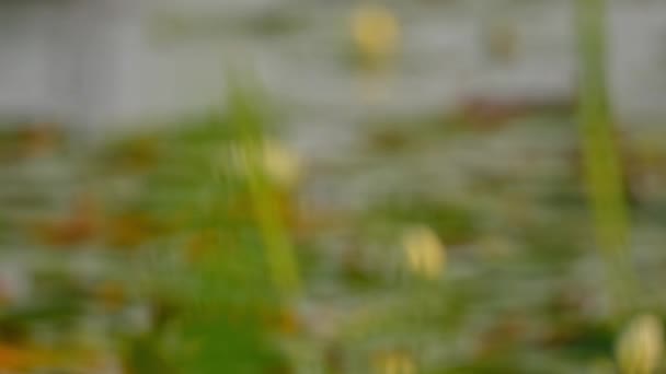 Дикі Водно Болотні Угіддя Зеленим Листям Лотоса Плавають Дорозі Пустелі — стокове відео