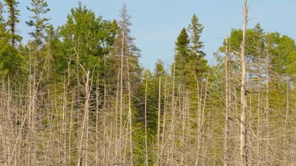 在加拿大安大略省北部奥图林岛荒地的公路外 利用风化的树木探索湿地和沼泽地 加拿大自然中的旅行和发现之旅 枯死的枯树 — 图库视频影像