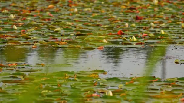 Vilda Våtmarker Med Gröna Lotusblad Kärr Utanför Vägen Vildmarken Manitoulin — Stockvideo