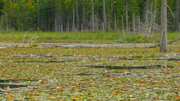 乾燥した木が付いている野生の湿地は カナダのオンタリオ州北部のマニトリン島の荒野で道路を沼地します 旅行と冒険を探検する 自然の手つかずの風景と自然の美しさ — ストック動画