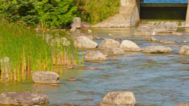 サンドフィールド ダムビューとマニトゥス湖 マニトリン島 カナダ北オンタリオ州 夏の雰囲気と魅力的な景色 アドベンチャー — ストック動画