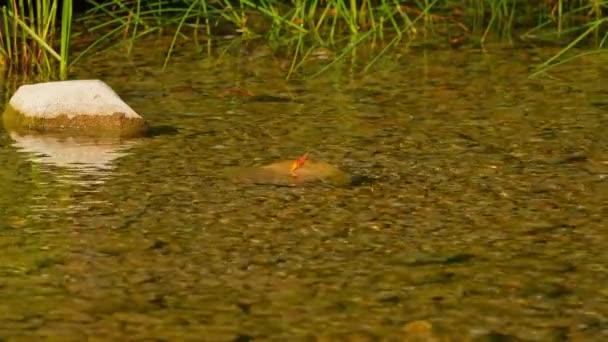Скалистая Вода Реки Маниту Парк Возле Плотины Сэндфилд Озеро Маниту — стоковое видео