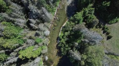 Kuzey Amerika ormanlarına yuva yapmış vahşi doğa deresi. Kristal berrak sular macera yürüyüşü sırasında güneşli yaz gününü yansıtır. Blue Jay Creek nehri, Michael Körfezi, Huron Gölü, Manitoulin