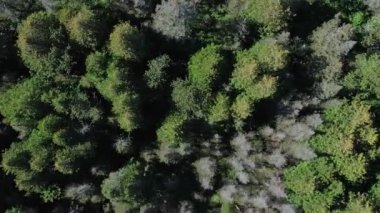 Kanada, Ontario, Huron Gölü yakınlarındaki Manitoulin Adası 'nın kuzey kıyılarında yer alan Michael Körfezi ormanının görkemli hava manzarası. Huzurlu kaçış doğanın kucağına. Manzaralı güzelliğiyle tanınan.