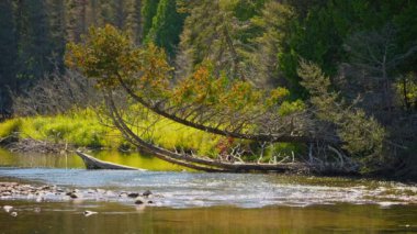 Blue Jay Creek nehri Michael 's Bay, Huron Gölü' ne bağlanıyor. Doğal su kanalları körfeze akar. Yerel ekosistemin güzelliği ve sağlığı. Manzaranın manzarası, bitki örtüsü....