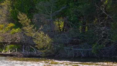 Blue Jay Creek nehri Michael Körfezi 'ne bağlanıyor, Huron Gölü, Manitoulin Adası. Seyahat ve keşif, eğlence aktiviteleri balıkçılık, tekne gezisi ve nehir kıyısı boyunca ve körfez boyunca kuş izleme..