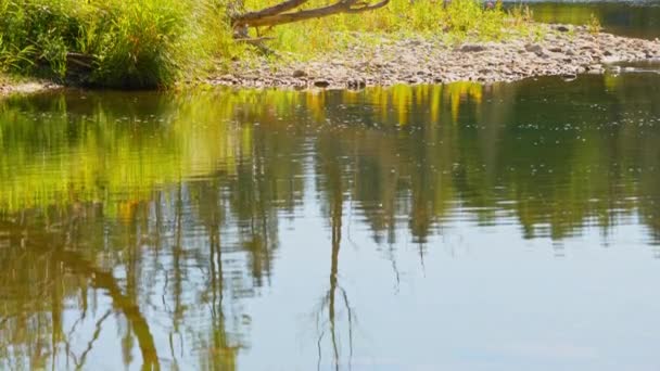 Ποταμός Μπλου Τζέι Κρικ Συνδέεται Τον Κόλπο Του Μάικλ Λίμνη — Αρχείο Βίντεο