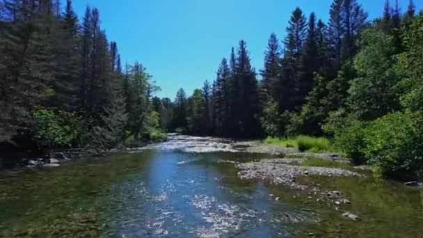 Kuzey Amerika Ormanlarına Yuva Yapmış Vahşi Doğa Deresi Kristal Berrak — Stok video