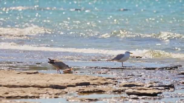 Providence Bay Manzaralı Huron Gölü Manitoulin Adası Ontario Kanada Dünyanın — Stok video