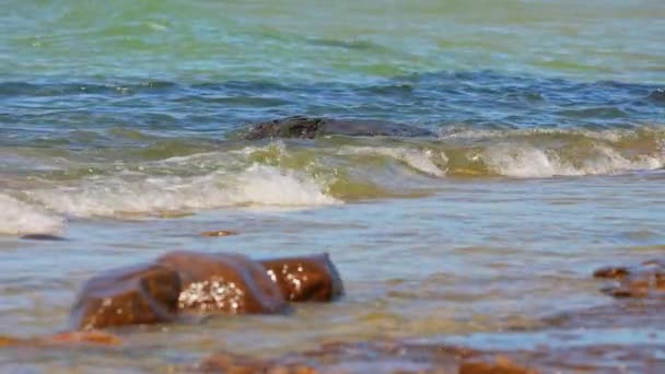 Providence Bay Huron Manitoulin Sziget Ontario Kanada Helyszín Alkalmas Szabadtéri — Stock videók