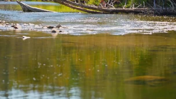 Řeka Blue Jay Creek Michael Bay Lake Huron Manitoulin Island — Stock video