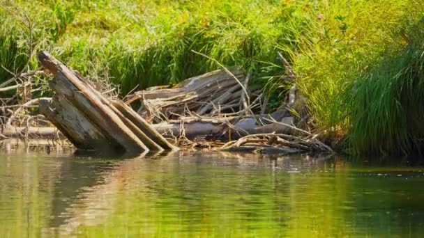 Ποταμός Μπλου Τζέι Κρικ Συνδέεται Λίμνη Χιούρον Φυσικές Υδατοροές Ρέουν — Αρχείο Βίντεο