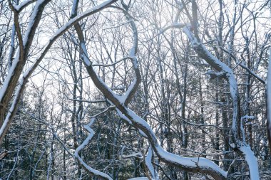 Donmuş karlı kış manzarası, karla kaplı ağaç dalları, ormandaki parlak güneşli gün ışığı. Kuzey Amerika kış parkındaki inanılmaz doğa manzarası. Morningside Park, Toronto, Ontario, Kanada