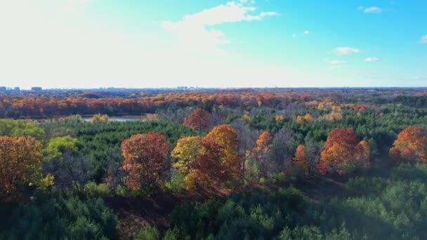 Jesień Kanadzie Widok Lotu Ptaka Kolorowy Las Epicki Słoneczny Poranek — Wideo stockowe