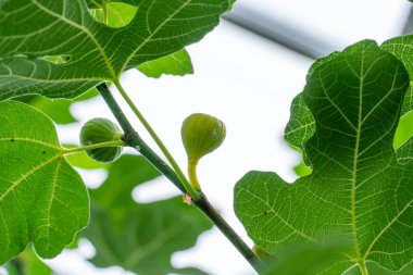 Gage Park Tropikal Serasında incir meyvesi. Bereketli yeşillik ve canlı çiçeklenme. Egzotik bitkileri olan tropik bir ev. Hamilton, Ontario 'da Botanik Mücevheri.