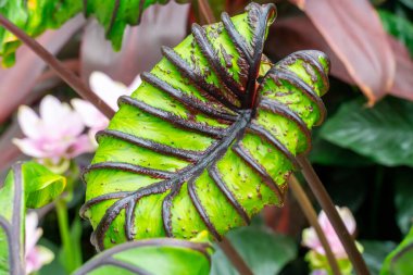 Gage Park Tropikal Serasında Colocasia Firavunun maskesi. Bereketli yeşillik ve canlı çiçeklenme. Egzotik bitkileri olan tropik bir ev. Hamilton, Ontario, Kanada 'da botanik mücevheri. 