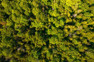 Misery Bay havadan ağaçlara bakıyor. Manitoulin Adası 'ndaki doğa ve yeşil alan. Seyahat ve macera yaşam tarzı sükunet ve açık hava macerası. Kanada 'da vahşi doğa ve ekolojik cennet.