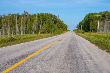 Manitoulin Adası, Kuzey Ontario, Kanada 'nın ıssız bölgelerinde sulak arazi ve yıpranmış ağaçlarla birlikte bataklık keşfi. Kanada doğasında seyahat ve keşif yolculuğu. Bir sürü kuru ağaç.. 