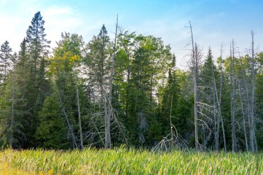 Manitoulin Adası, Kuzey Ontario, Kanada 'nın ıssız bölgelerinde sulak arazi ve yıpranmış ağaçlarla birlikte bataklık keşfi. Kanada doğasında seyahat ve keşif yolculuğu. Bir sürü kuru ağaç.. 
