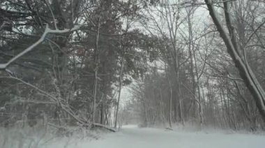 POV kar fırtınasında yürüyüş yolunda yürüyor, orman yolunda kar fırtınası var. Kar taneleri kışın çam ağaçlarına düşer. Yürümek için patikada. Doğa hava durumu arka planda kar fırtınası.