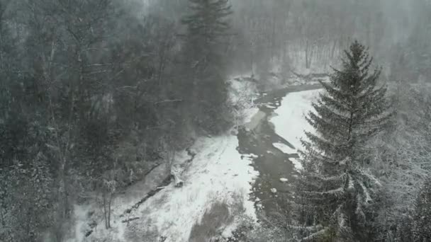 Δυνατή Χιονοθύελλα Στο Δάσος Νιφάδες Χιονιού Πέφτουν Στα Πεύκα Και — Αρχείο Βίντεο