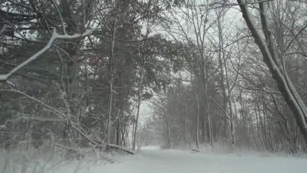 Pov Spacerujący Burzy Śnieżnej Szlaku Turystycznym Śnieżyca Leśnej Ścieżce Płatki — Wideo stockowe