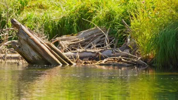 Blue Jay Creek Nehri Michael Körfezi Bağlanıyor Huron Gölü Manitoulin — Stok video