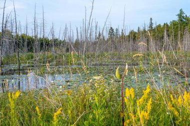 Yeşil nilüfer yapraklı vahşi sulak alanlar, Manitoulin Adası 'nda bataklık, Kuzey Ontario, Kanada. Seyahat etmek ve macerayı keşfetmek. Doğal dokunulmamış manzara ve doğal güzellik..