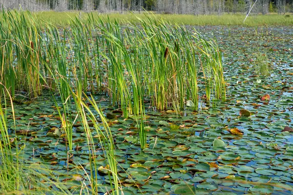 Yeşil nilüfer yapraklı vahşi sulak alanlar, Manitoulin Adası 'nda bataklık, Kuzey Ontario, Kanada. Seyahat etmek ve macerayı keşfetmek. Doğal dokunulmamış manzara ve doğal güzellik..