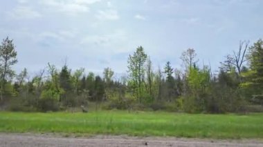 Plaka sağ taraftaki araba manzaralı. Yolcu penceresi yan manzaralı, POV 401 otobanında seyahat sırasında araba kullanıyor. Kanada 'nın yolları. Araba yolda gidiyor. Kırsal macera manzarası. Uzun yolculuk.