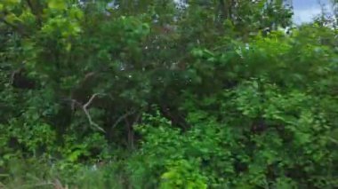 Plaka sağ taraftaki araba manzaralı. Yolcu tarafı sürüş manzarası. Cambridge, Ontario 'da rüya tarlası gezisi. Taze sürülmüş tarla manzarası. Kırsal kırsal tarım