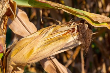 Sahada olgunlaşmış sarı mısır koçanı. Mısır ekme mevsimi. Ekim 'de Mısır Tarlası. 